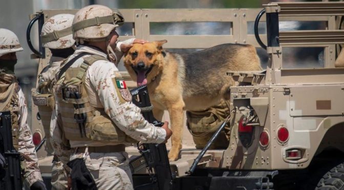 Soldados localizan narcotúnel entre Tijuana y EEUU, pero se encariñan con perrito que era el «guardian» de la casa que ocultaba esta construcción