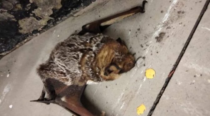 Protección Civil de la CDMX rescata segundo murciélago del año en estación del STC Metro