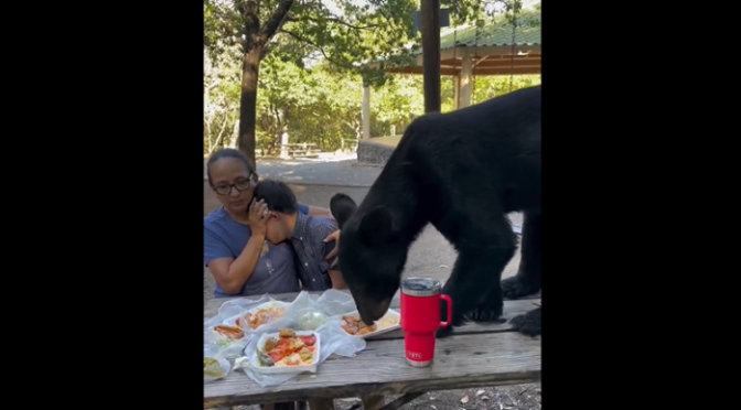Un oso se cuela a picnic familiar en Nuevo León, se comió unos tacos y enchiladas