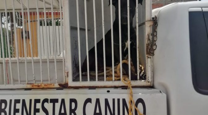 Rescatan en Texcoco a seis canes y 3 ‘michis’ abandonados en un predio