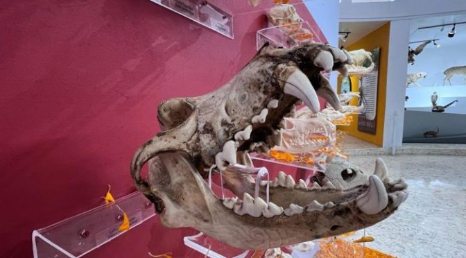 Museo de Ciencias Naturales del Estado de México ofrece un homenaje a los seres vivos con «Tzompantli de animales. Altar a la naturaleza»