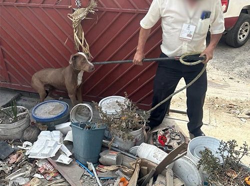 FGJEM, PROPAEM y Centro de Atención Canina de Ecatepec rescatan a dos caninos que se encontraban en condiciones insalubres