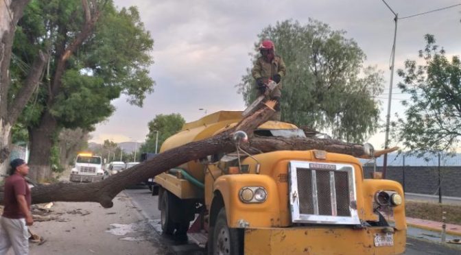 Fuerte viento provoca caída de árbol sobre una pipa en Texcoco; no hubo lesionados