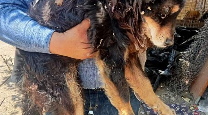 PROPAEM rescata a canino con lesión en la cadera en Texcoco
